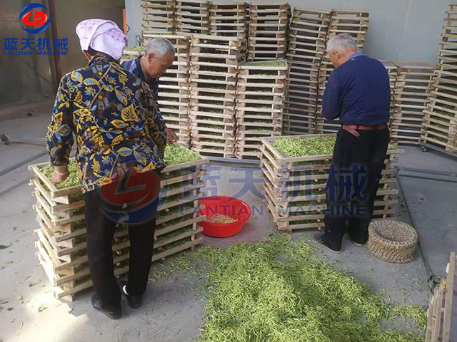 山東金銀花烘干機現(xiàn)場實拍